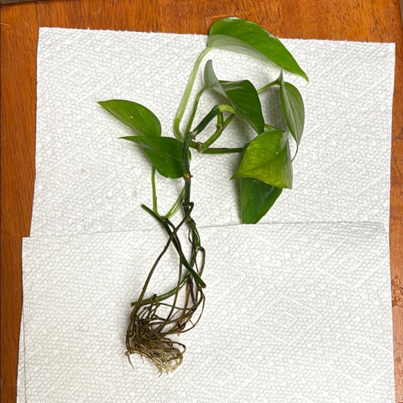 Pothos green and healthy Set of 2 long strands. Ready to plant-rooted - Picture 4 of 8